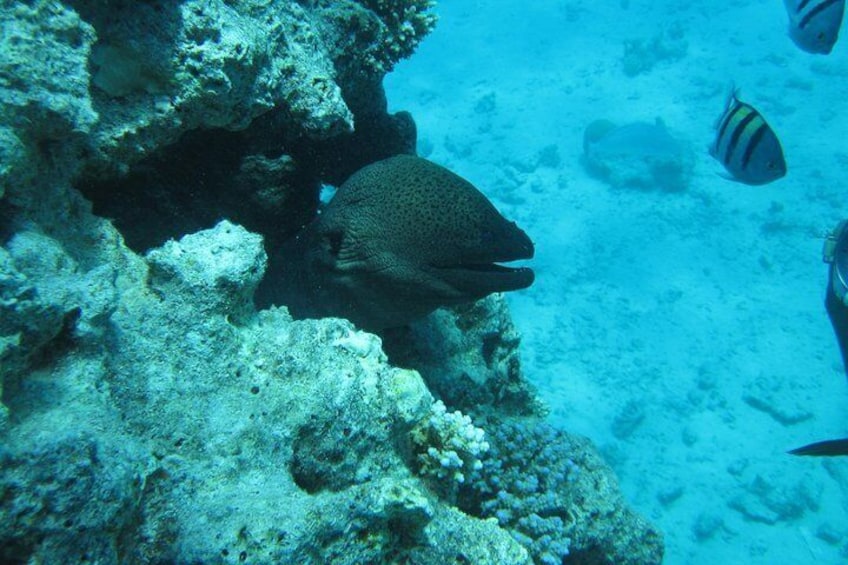 Special Dolphin House Royal VIP Snorkeling Sea Trip - Hurghada