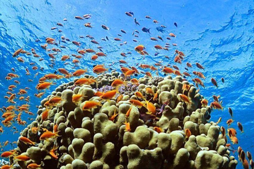 Special Dolphin House Royal VIP Snorkeling Sea Trip - Hurghada