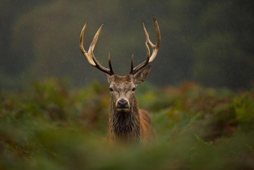 Red deer stag