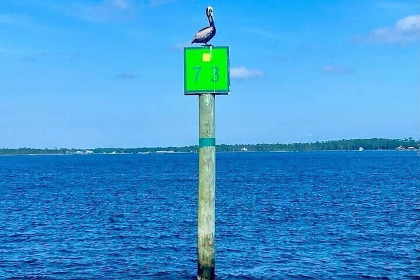 Brown pelican at mile marker 73 during dolphin cruise in Orange Beach