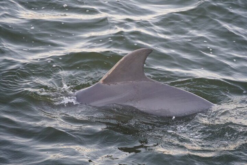 Orange Beach Dolphin Eco Boat Tour