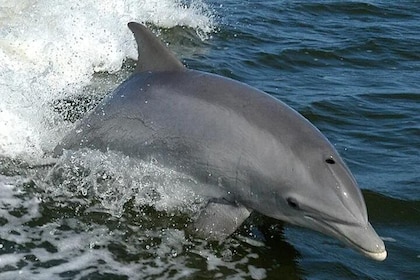 Orange Beach Dolphin Eco Boat Tour