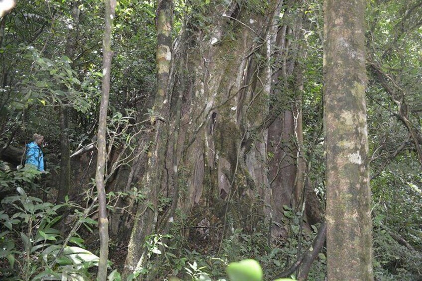 tropical rain forest