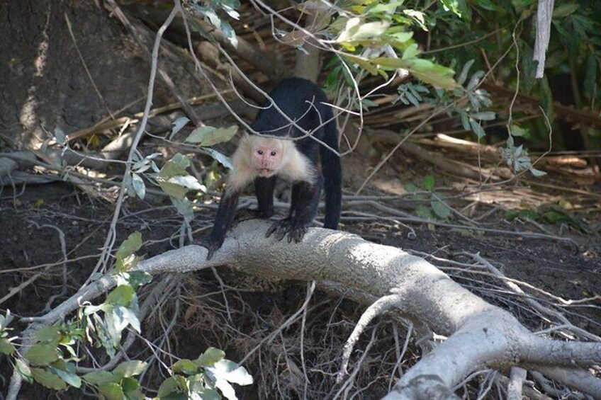 white face monkey
