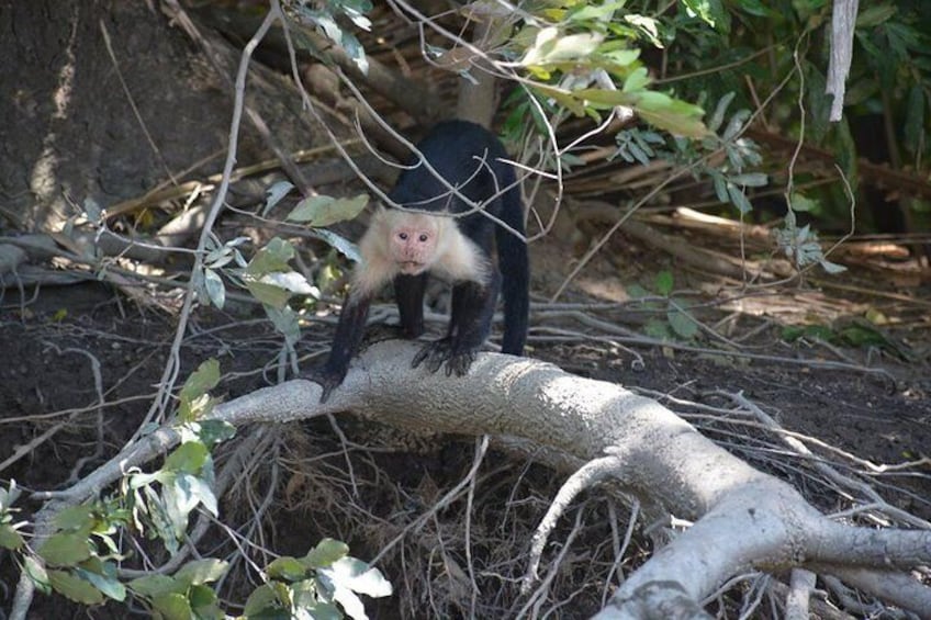 white face monkey