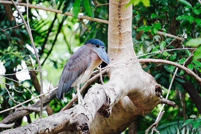 bird