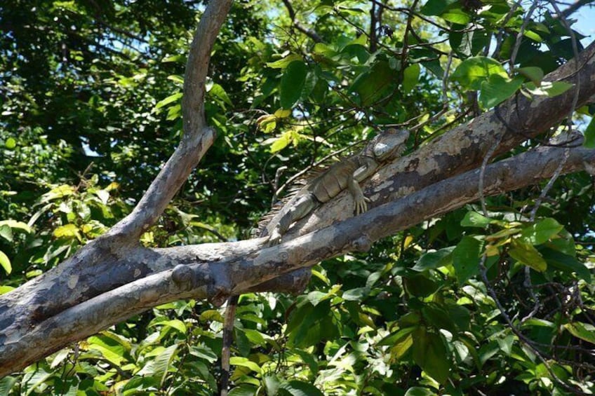 iguana