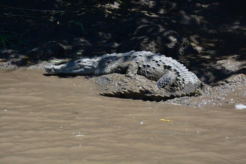 Croc