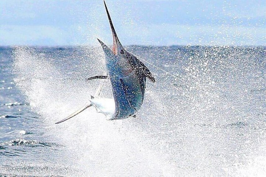 sport fishing hermosa beach