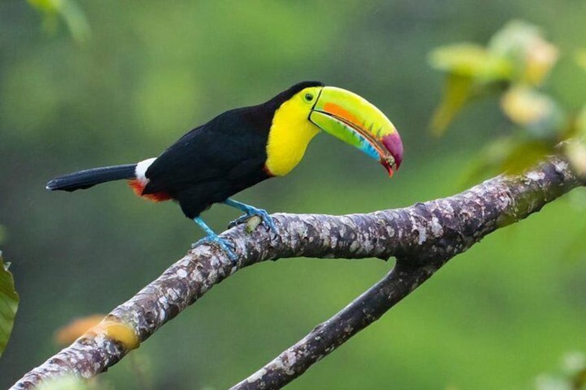 Tucan