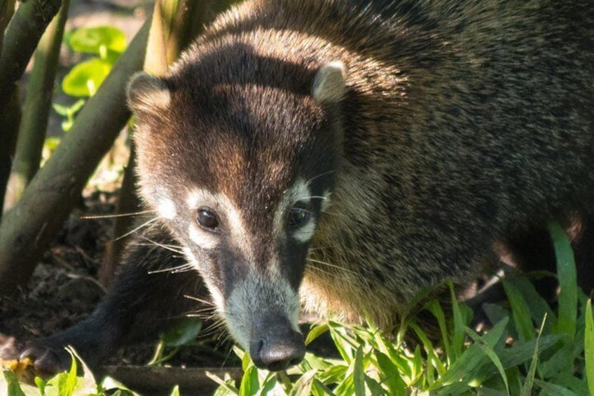 coati