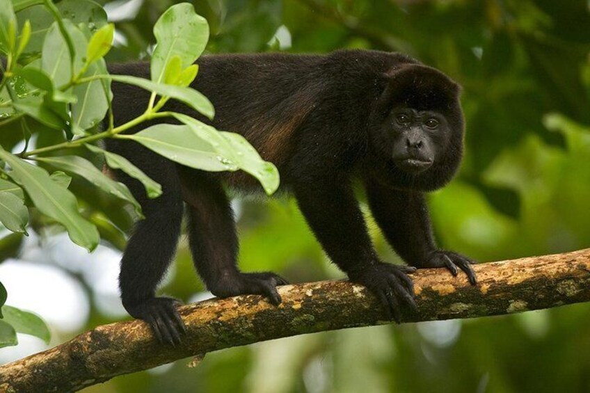 Monkey