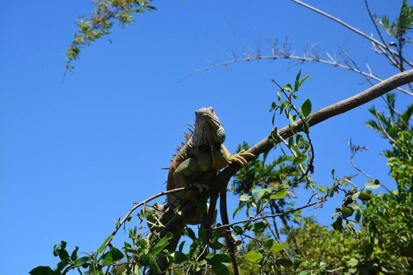 Iguana