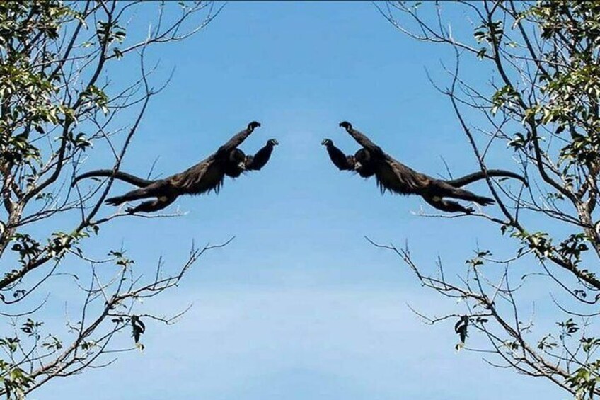 Monkey