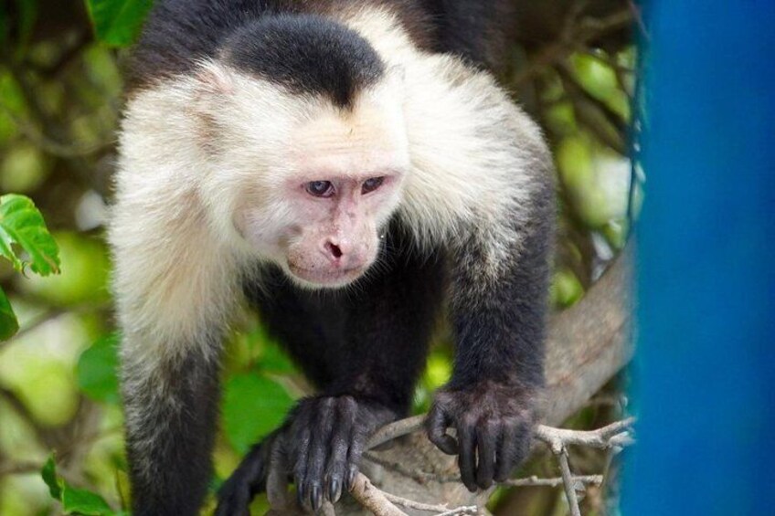Monkey