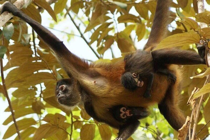 Monkey