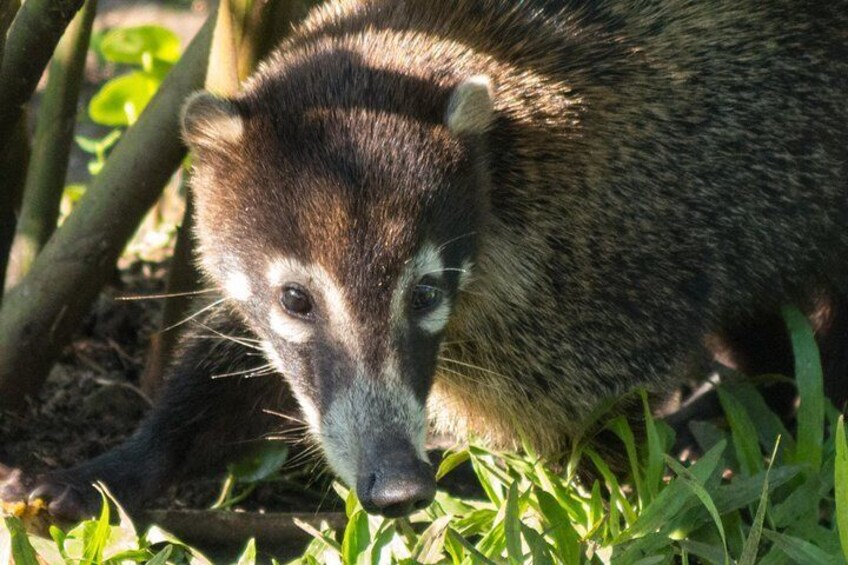 coati