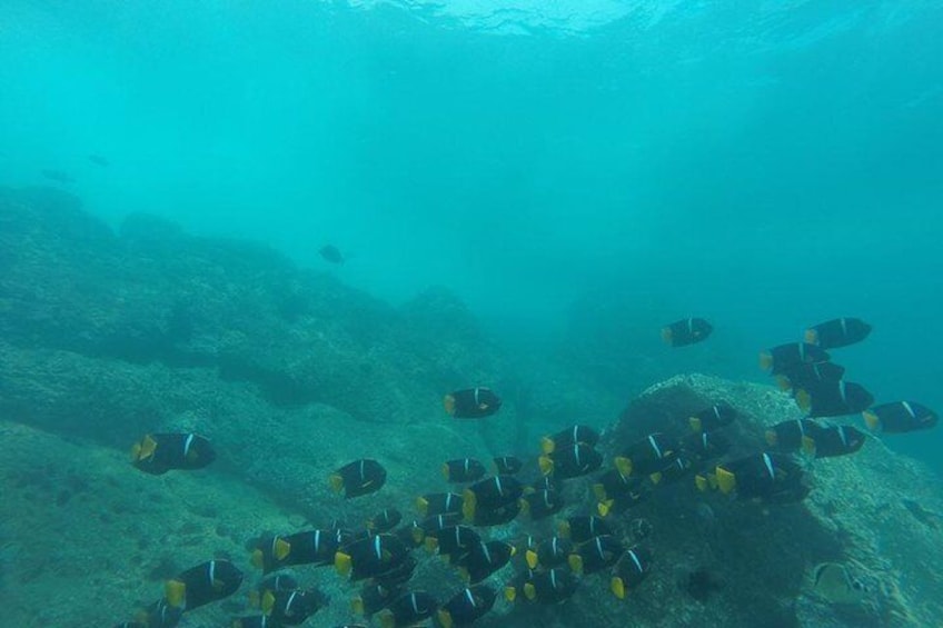 SNORKELING FLAMINGO BEACH