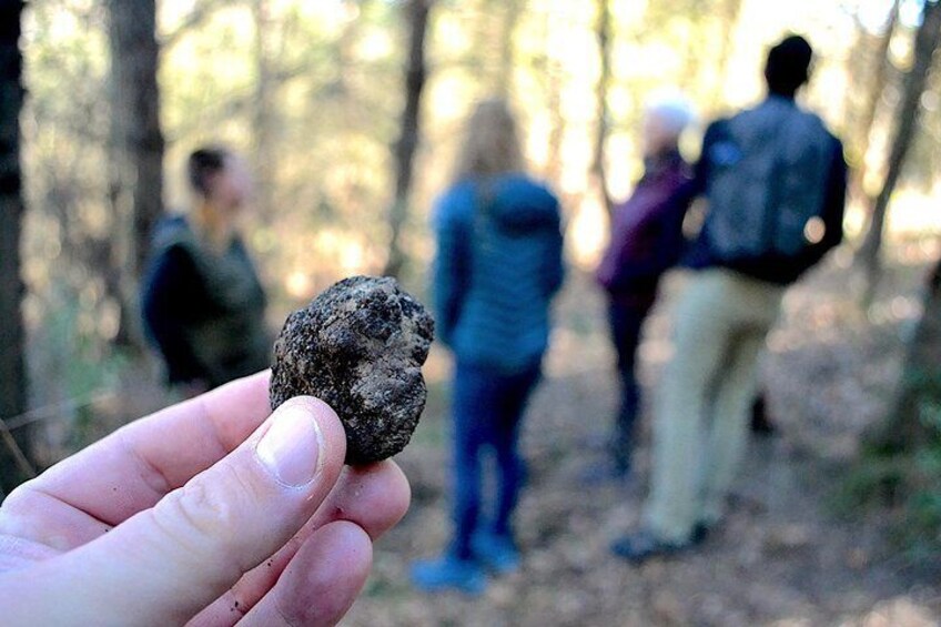 Half-Day San Miniato Truffle Hunt With Lunch