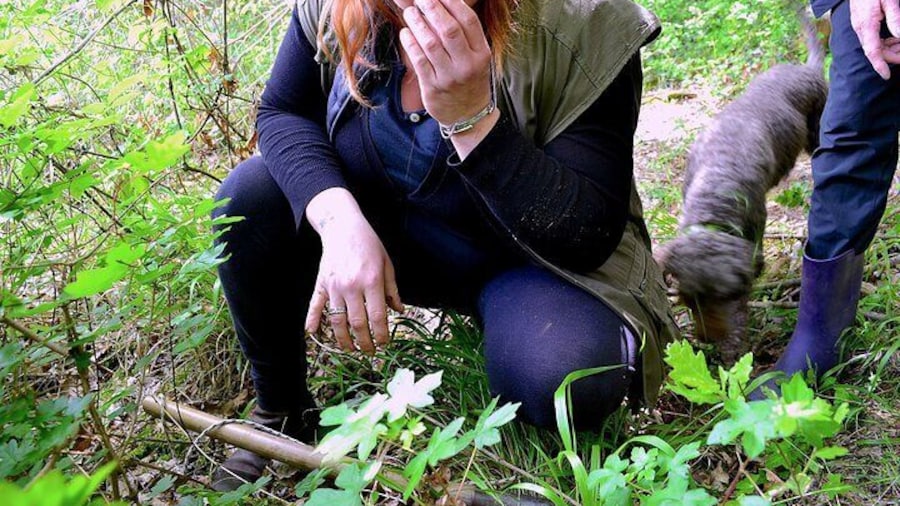 Francesca and Cioco, what's a better team for hunting truffles in San Miniato!