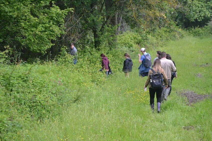 Half-Day San Miniato Truffle Hunt With Lunch