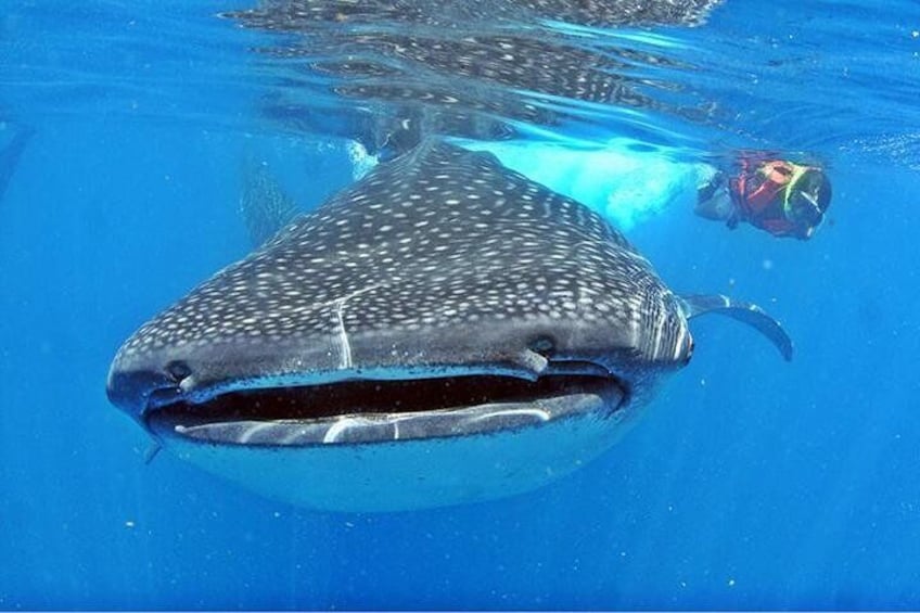Close encounters with the whale sharks!