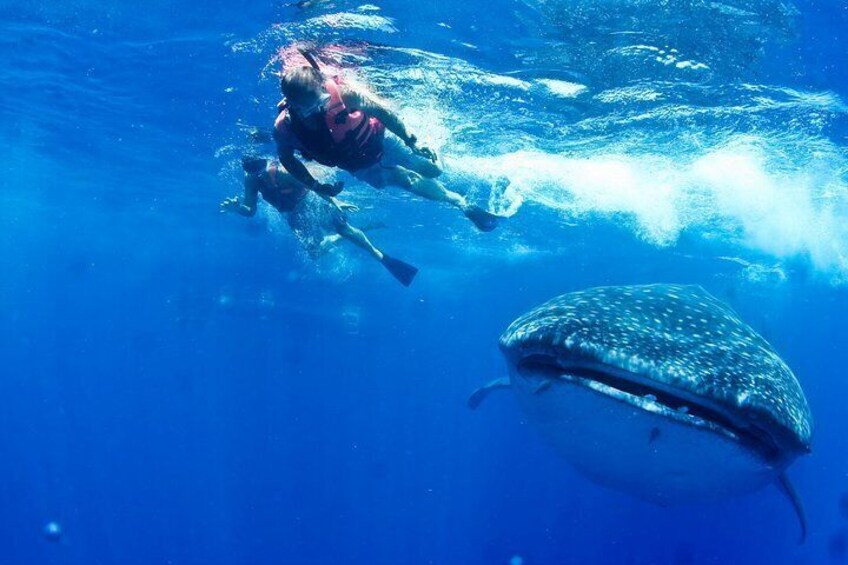  Join us and enjoy the thrill of getting wet and up close to Mexico´s whale sharks.https://media-cdn.tripadvisor.com/media/attractions-splice-spp-720x480/0a/d3/32/86.jpg
