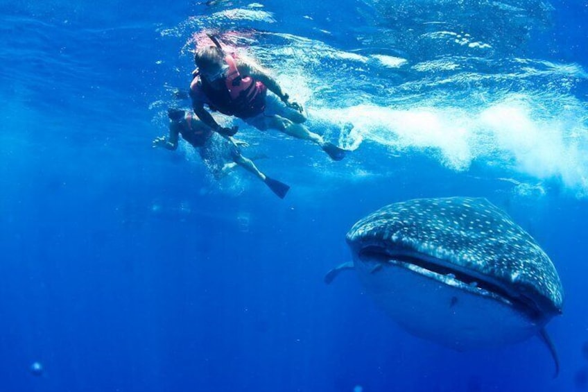 Join us and enjoy the thrill of getting wet and up close to Mexico´s whale sharks.https://media-cdn.tripadvisor.com/media/attractions-splice-spp-720x480/0a/d3/32/86.jpg
