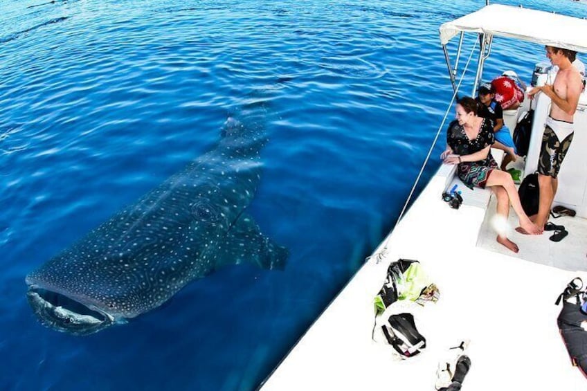 Without any doubt observing these magnificent creatures in their natural habitat is a bucket list experience. 