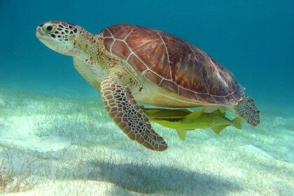 Halfdaagse Caraïbische zeeschildpad- en cenote-snorkeltour vanuit Cancún