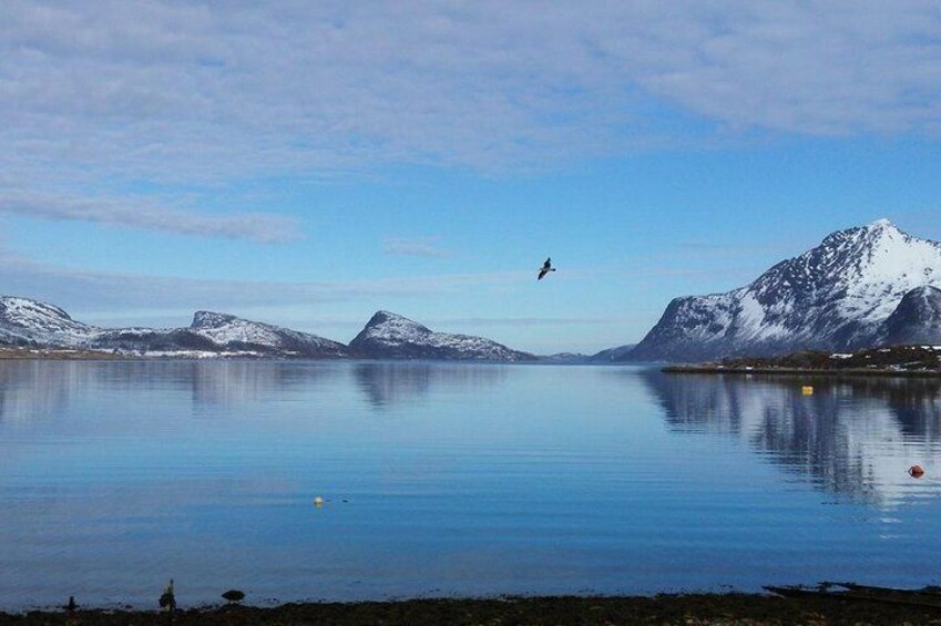 Arctic fjord and Landscape Tour