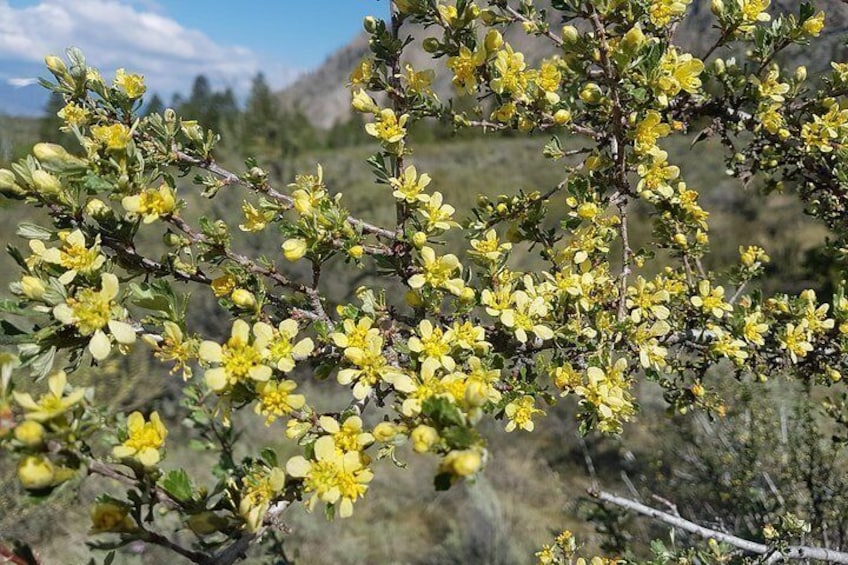 South Okanagan Desert Tour 