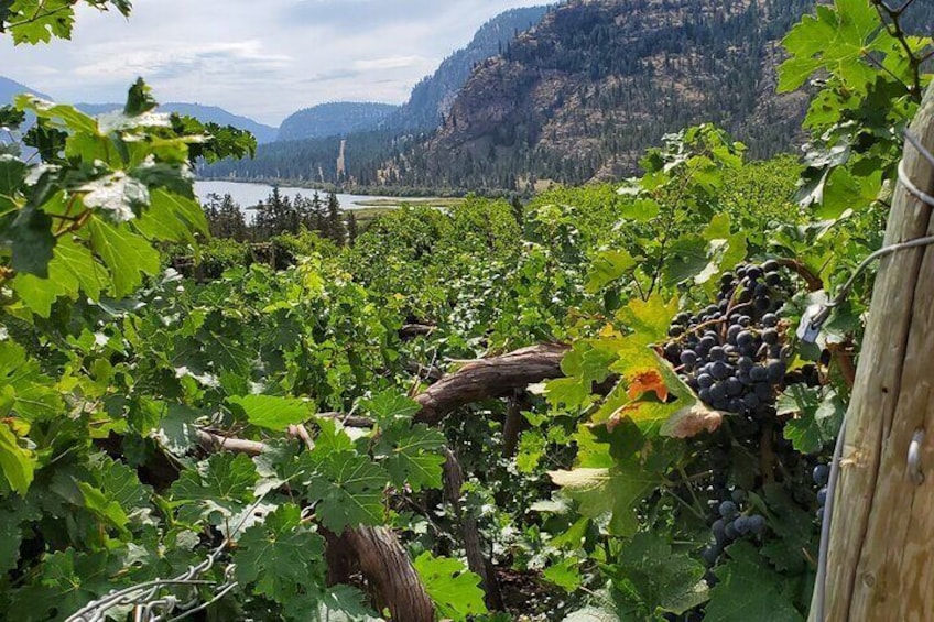 Okanagan Falls Wine Tour - Handcrafted boutique wines