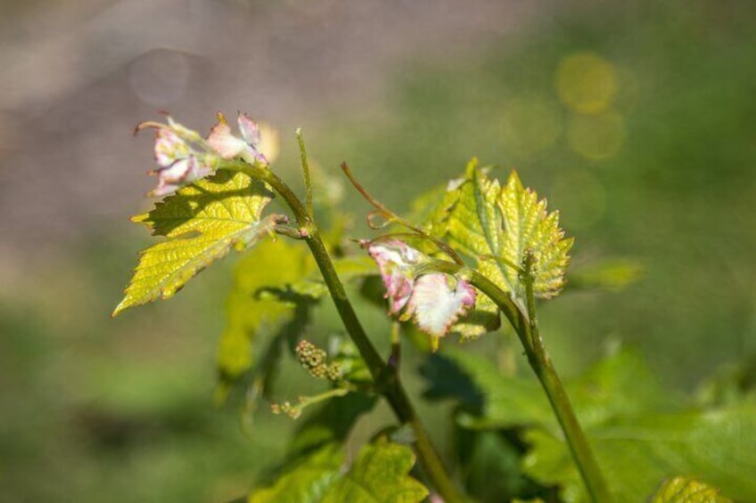 See the vines close up and see what's needed to make sure we get the best harvest every year.