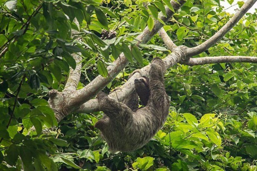 Three-toed Sloth