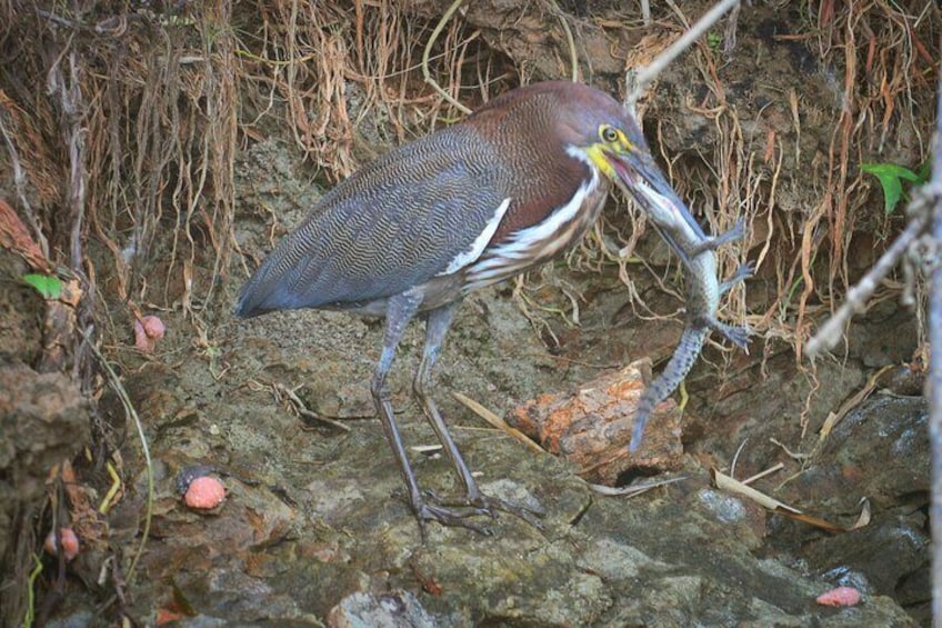 Tiger Heron eating a baby Crocodile
