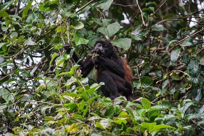 Mantled Howler monkey