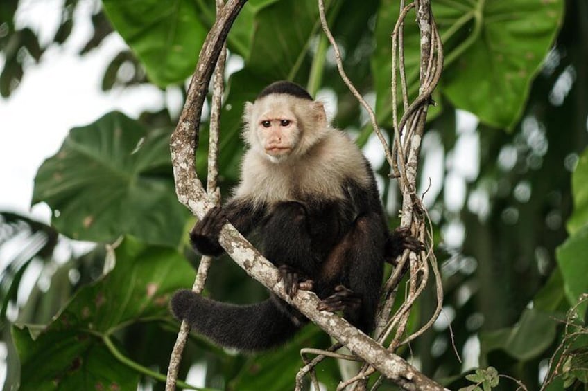 White-faced Capuchin Monkey in the Gatun Lake