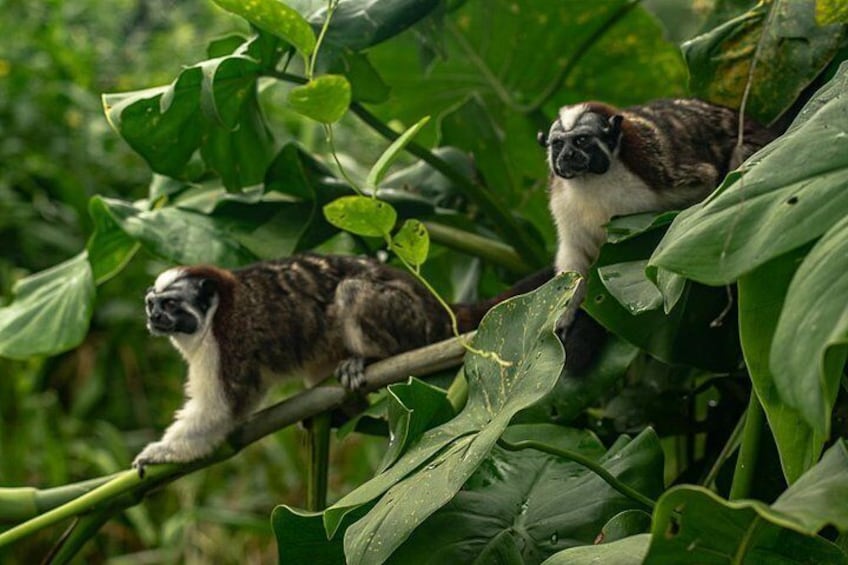  Geoffroy's Tamarins