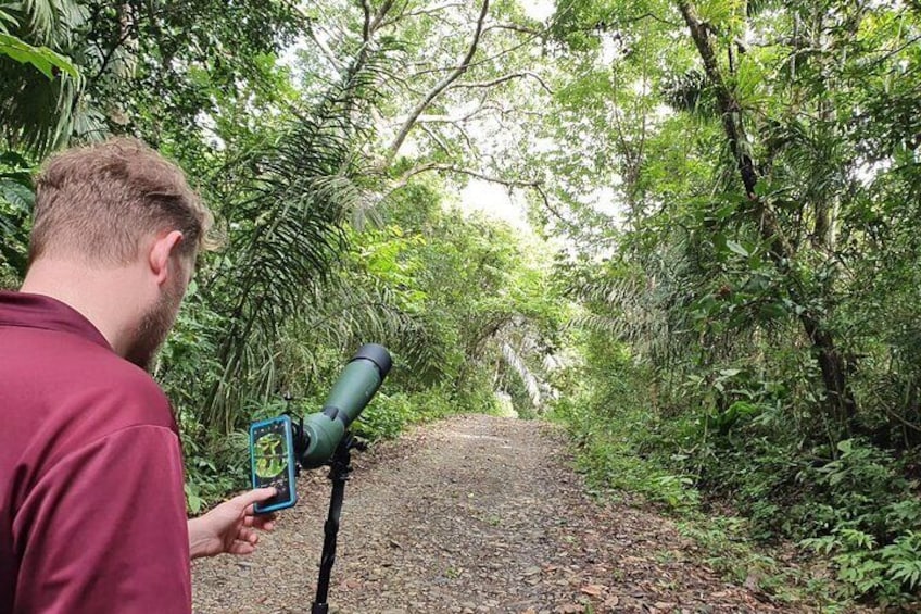 Rainforest Walk