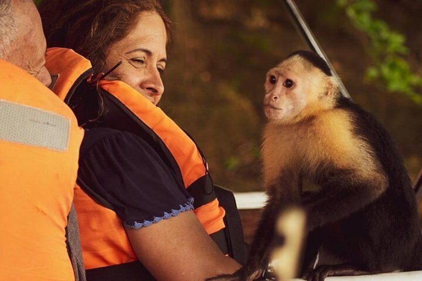 Gatun Lake Monkeys