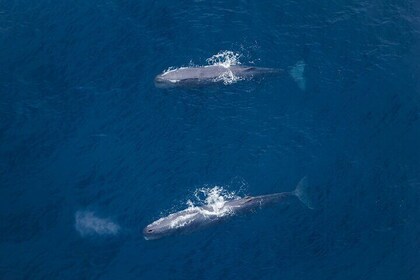 Air Whale Watching in Kaikoura