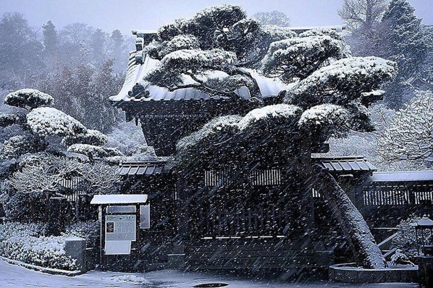 Hasedera in winter