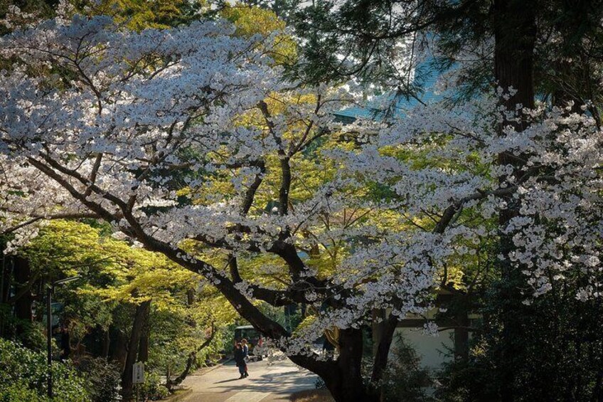 Springtime at engakuji