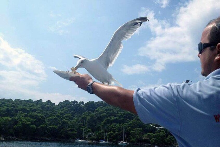 Feeding the seagull