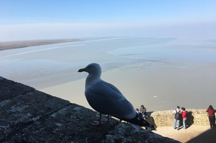 Private Mont-Saint-Michel Tour From Paris by Luxury Vehicle 