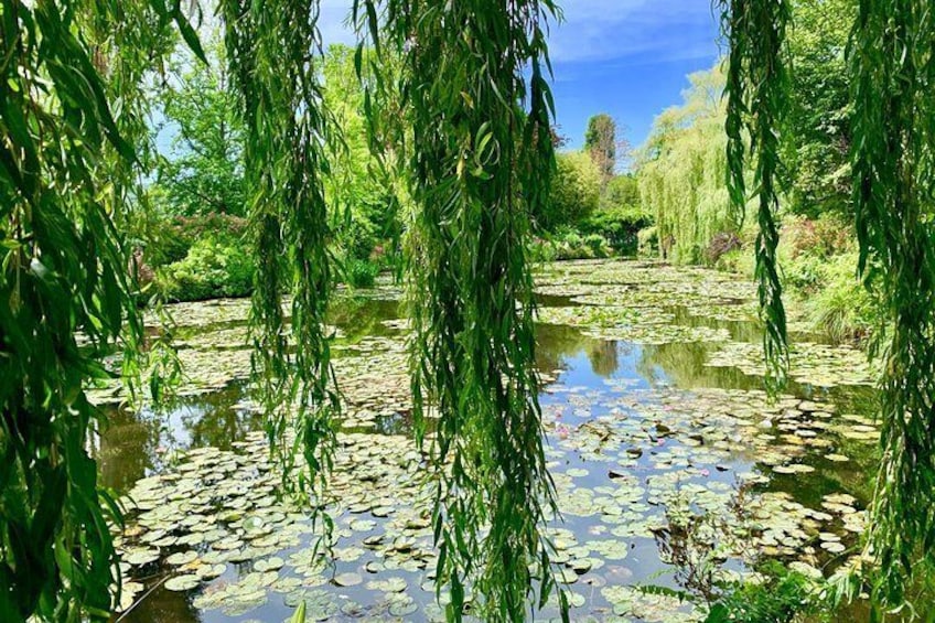 Lily's Pond