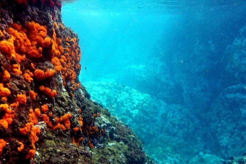 Orange Coral
