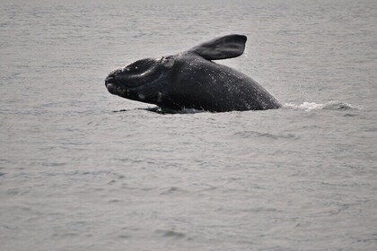 Hermanus Whales and Wine Full Day Private Tour