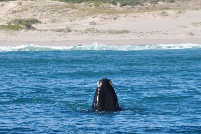 Whale Calf Breaching 